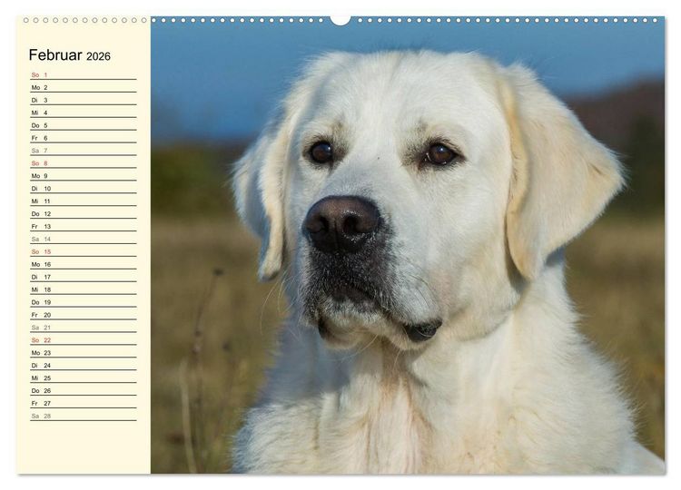 Produktbild: Das Gl&uuml;ck hat einen Namen - Golden Retriever (Wandkalender 2026 DIN A2 quer), CALVENDO Monatskalender
