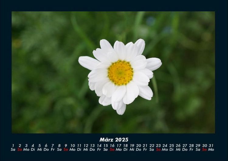 Produktbild: Blumentr&auml;ume 2025 Fotokalender DIN A4