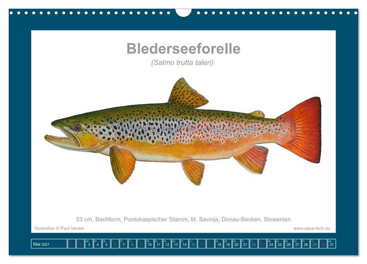 Produktbild: Fisch als Kunst 2027: Seeforellen (Wandkalender 2027 DIN A3 quer), CALVENDO Monatskalender