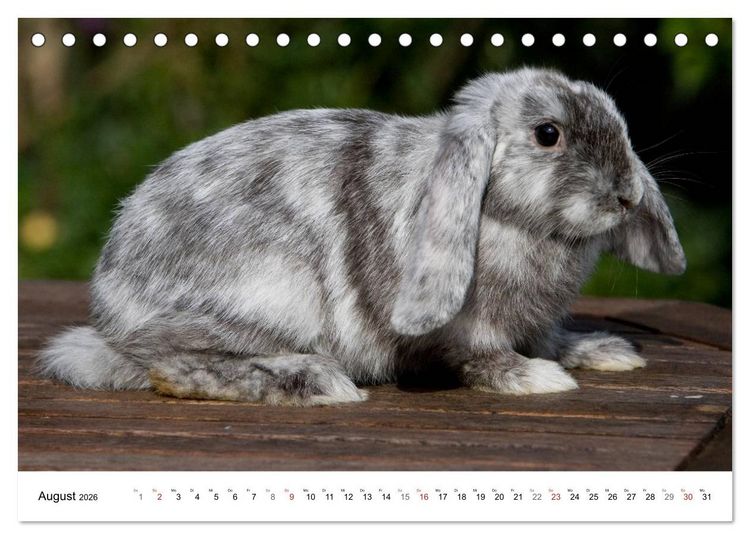 Produktbild: Kaninchen - knuddelige Hausgenossen (Tischkalender 2026 DIN A5 quer), CALVENDO Monatskalender