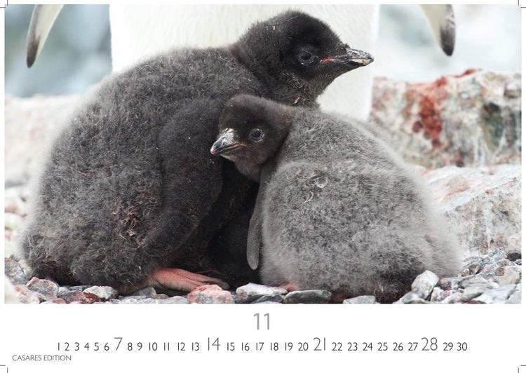 Produktbild: Pinguine Kalender 2027 &ndash; Wandkalender | Fotokalender Tierkalender 24x35cm | . mit niedlichen Pinguin-Motiven im antarktischen Lebensraum.