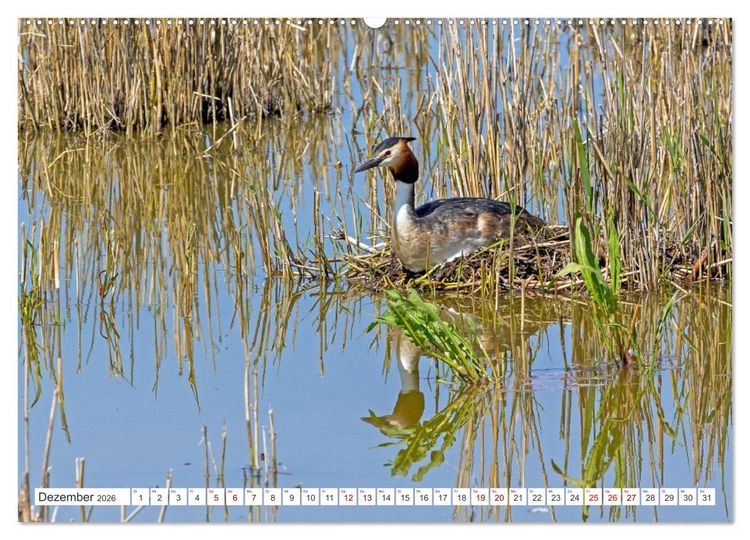 Produktbild: Sturmerprobt - V&ouml;gel an Nordfrieslands K&uuml;ste (hochwertiger Premium Wandkalender 2026 DIN A2 quer), Kunstdruck in Hochglanz