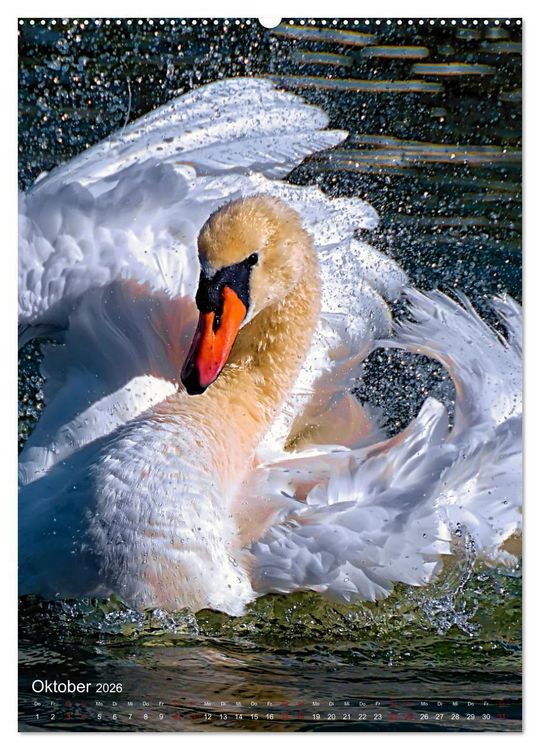 Produktbild: Der Schwan (hochwertiger Premium Wandkalender 2026 DIN A2 hoch), Kunstdruck in Hochglanz