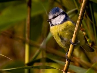 Produktbild: CALVENDO Puzzle Blaumeise (Cyanistes caeruleus) | 1000 Teile Lege-Gr&ouml;&szlig;e 64x48cm Foto-Puzzle f&uuml;r gl&uuml;ckliche Stunden