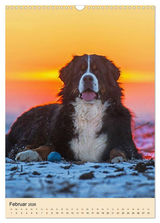 Produktbild: Schweizer Sennenhunde stellen sich vor (Wandkalender 2026 DIN A3 hoch), CALVENDO Monatskalender