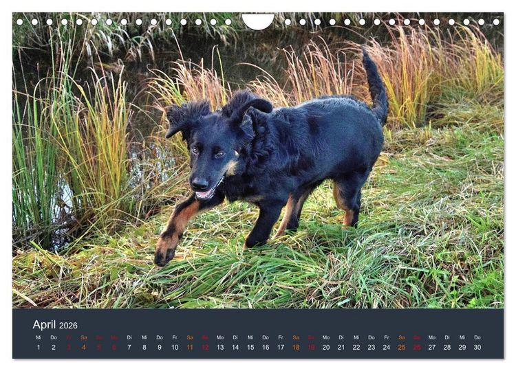 Produktbild: Ein Hovawart, ein Wachhund (Wandkalender 2026 DIN A4 quer), CALVENDO Monatskalender