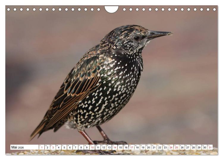 Produktbild: Heimische Tiere (Wandkalender 2026 DIN A4 quer), CALVENDO Monatskalender