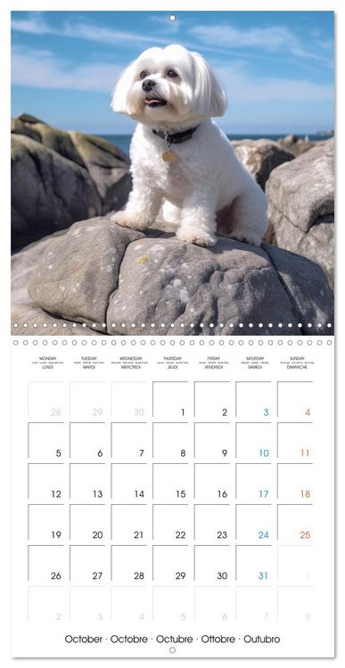 Produktbild: Portraits de petits chiens (Calendrier mural carr&eacute; 2026 30x30 cm) Calendrier double avec une page pour vos prises de notes