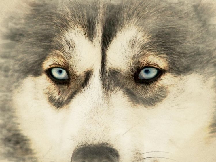 Produktbild: CALVENDO Puzzle Schlittenhunde | 1000 Teile Lege-Gr&ouml;&szlig;e 64x48cm Foto-Puzzle f&uuml;r gl&uuml;ckliche Stunden