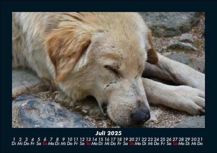 Produktbild: Der Hundekalender 2025 Fotokalender DIN A5