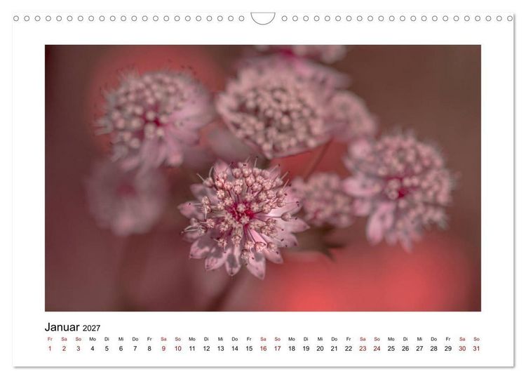 Produktbild: Rosa Bl&uuml;tentraum (Wandkalender 2027 DIN A3 quer), CALVENDO Monatskalender