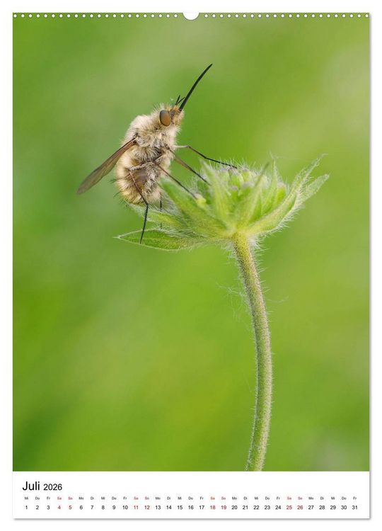 Produktbild: Insekten,Sch&ouml;nheiten der Natur (Wandkalender 2026 DIN A2 hoch), CALVENDO Monatskalender