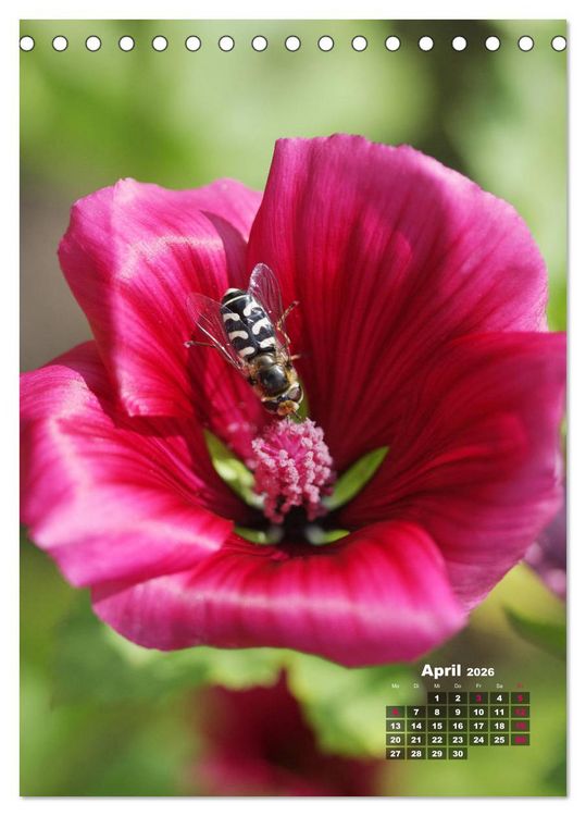 Produktbild: Malvenbl&uuml;te (Tischkalender 2026 DIN A5 hoch), CALVENDO Monatskalender