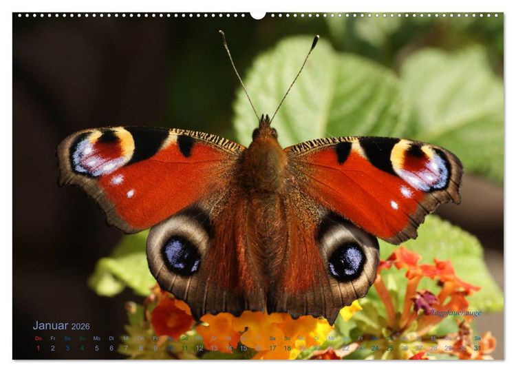 Produktbild: Gro&szlig;e und kleine Schmetterlinge (Wandkalender 2026 DIN A2 quer), CALVENDO Monatskalender