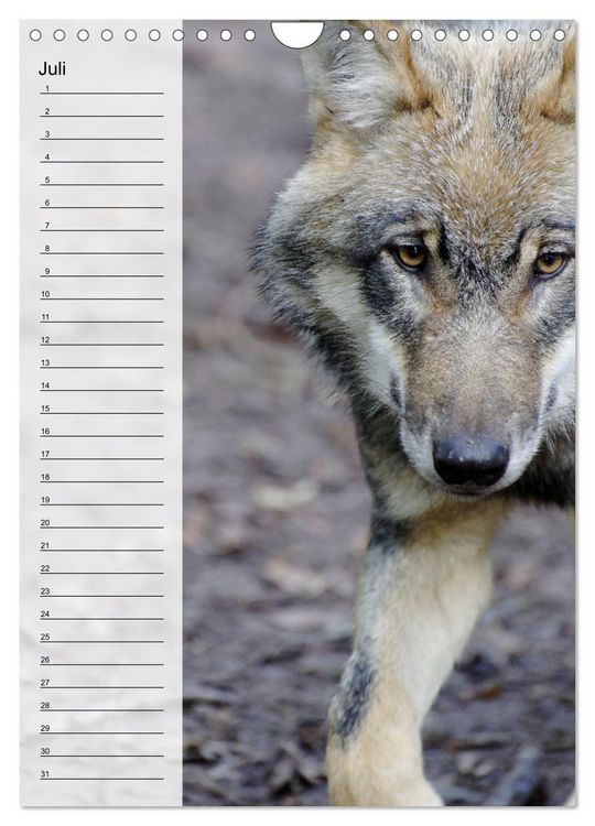 Produktbild: Der Wolf - Isegrim in den heimischen W&auml;ldern - Kalender 2026 (Wandkalender 2026 DIN A4 hoch), CALVENDO Monatskalender