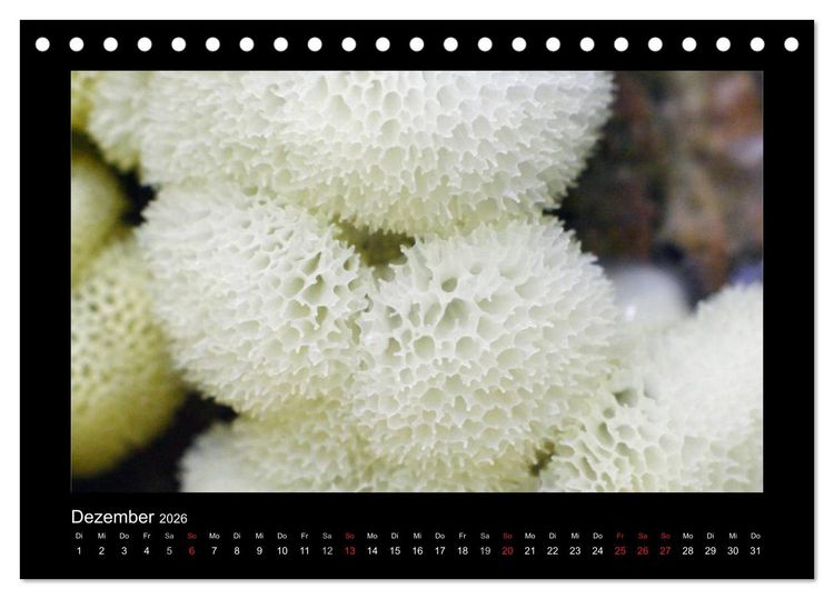 Produktbild: Pilze (Tischkalender 2026 DIN A5 quer), CALVENDO Monatskalender