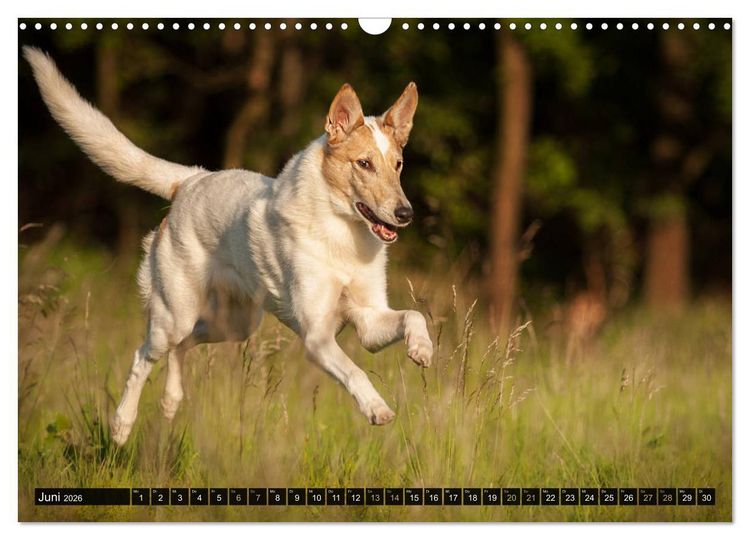 Produktbild: Smooth Collies (Wandkalender 2026 DIN A3 quer), CALVENDO Monatskalender