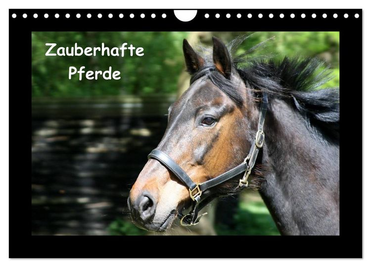 Produktbild: Zauberhafte Pferde (Wandkalender 2026 DIN A4 quer), CALVENDO Monatskalender