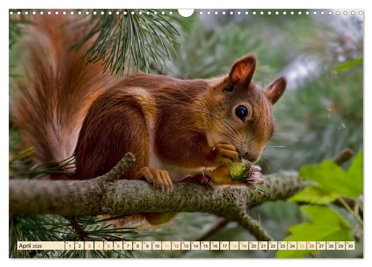 Produktbild: Eichh&ouml;rnchen - immer wieder s&uuml;&szlig; (Wandkalender 2026 DIN A3 quer), CALVENDO Monatskalender