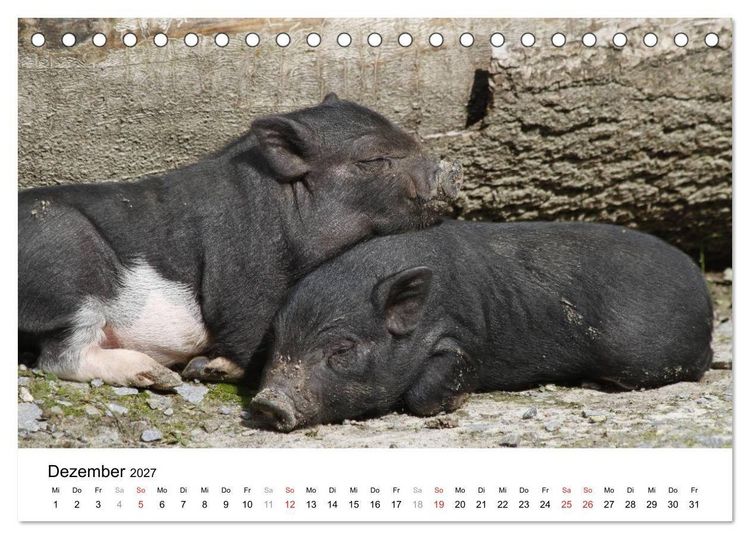 Produktbild: Schwein gehabt! (Tischkalender 2027 DIN A5 quer), CALVENDO Monatskalender