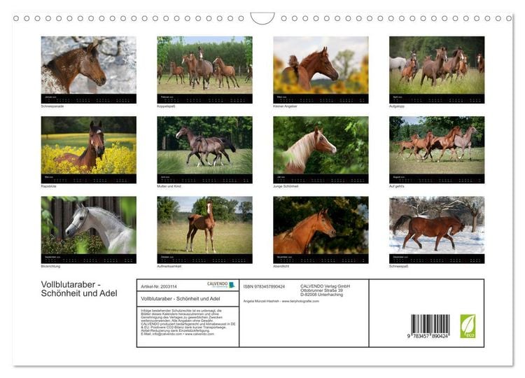Produktbild: Vollblutaraber - Sch&ouml;nheit und Adel (Wandkalender 2026 DIN A3 quer), CALVENDO Monatskalender