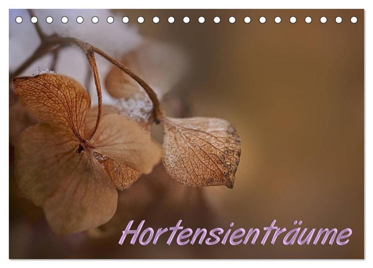Produktbild: Hortensientr&auml;ume (Tischkalender 2026 DIN A5 quer), CALVENDO Monatskalender