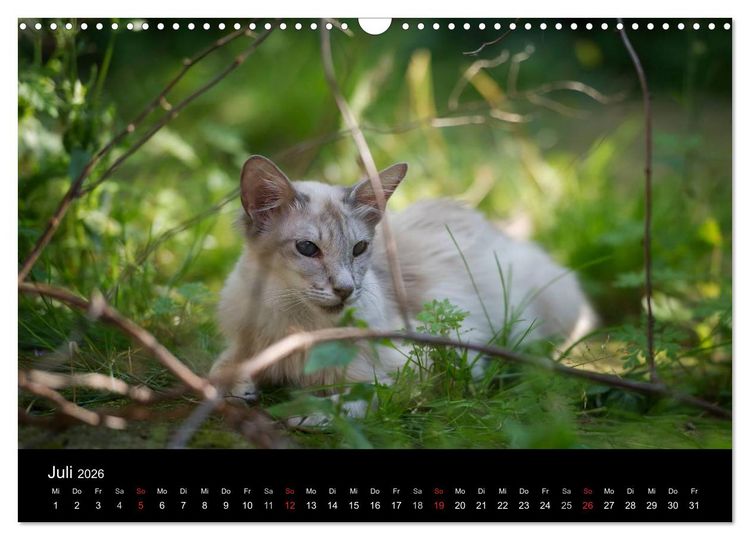 Produktbild: Orientalische Katzen (Wandkalender 2026 DIN A3 quer), CALVENDO Monatskalender