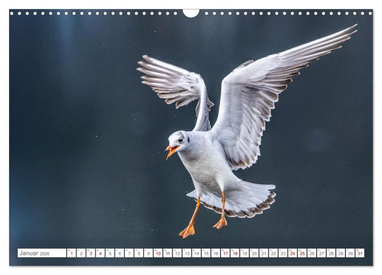 Produktbild: Aerorobaten - M&ouml;wen im Flug (Wandkalender 2026 DIN A3 quer), CALVENDO Monatskalender