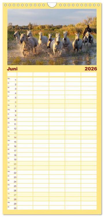Produktbild: Familienplaner 2026 - Die wei&szlig;en Pferde der Camargue mit 5 Spalten (Wandkalender, 21 x 45 cm) CALVENDO