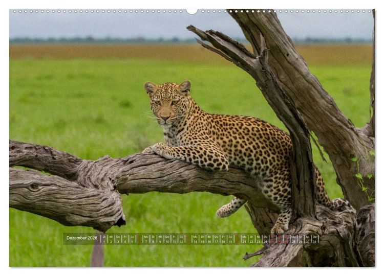 Produktbild: Abenteuer Botswana Afrika - Adventure Botswana (hochwertiger Premium Wandkalender 2026 DIN A2 quer), Kunstdruck in Hochglanz