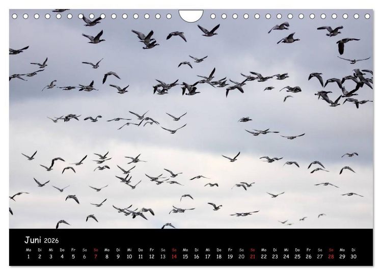 Produktbild: Schrei der Wildg&auml;nse (Wandkalender 2026 DIN A4 quer), CALVENDO Monatskalender