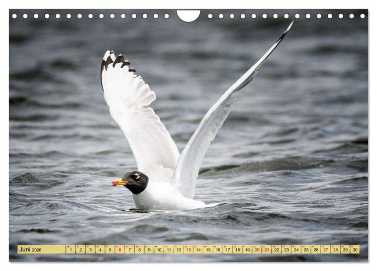 Produktbild: Donaudelta - Europas gro&szlig;es Vogelparadies (Wandkalender 2026 DIN A4 quer), CALVENDO Monatskalender