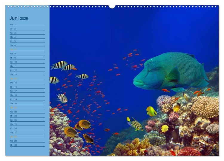 Produktbild: Momente im Blau - Ein Terminplaner f&uuml;r Unterwasser-Freunde (Wandkalender 2026 DIN A2 quer), CALVENDO Monatskalender