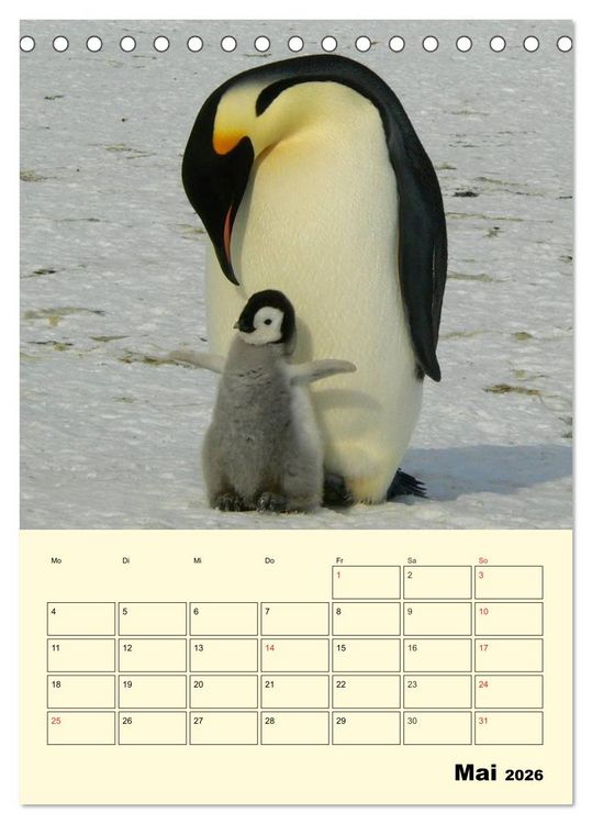Produktbild: Pinguine. Wackeln im Thermo-Frack (Tischkalender 2026 DIN A5 hoch), CALVENDO Monatskalender