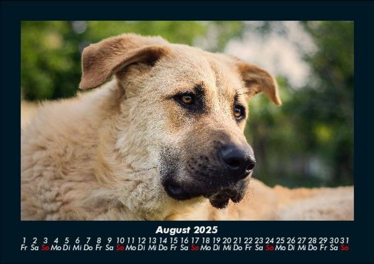Produktbild: Hunde 2025 Fotokalender DIN A5