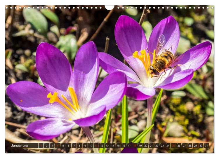 Produktbild: INSEKTEN - Makrofotografie in freier Natur (Wandkalender 2026 DIN A3 quer), CALVENDO Monatskalender