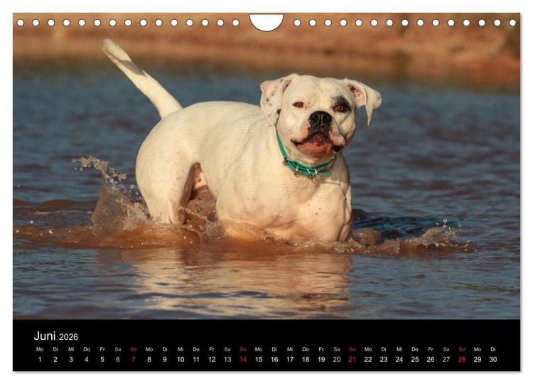 Produktbild: American Bulldog - alles Andere ist nur ein Hund (Wandkalender 2026 DIN A4 quer), CALVENDO Monatskalender