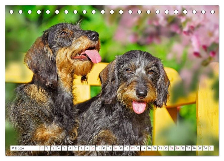 Produktbild: Dackeltr&auml;umereien - Kleine Helden auf 4 Pfoten (Tischkalender 2026 DIN A5 quer), CALVENDO Monatskalender