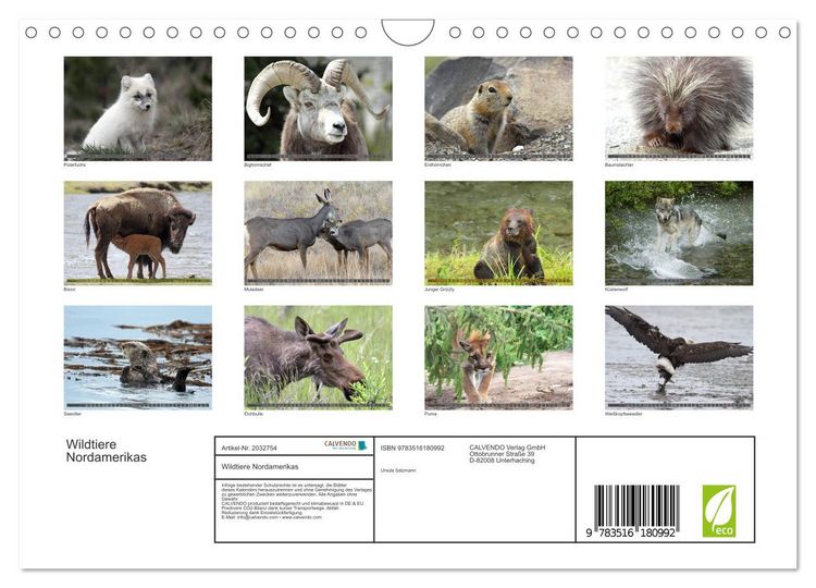 Produktbild: Wildtiere Nordamerikas (Wandkalender 2026 DIN A4 quer), CALVENDO Monatskalender