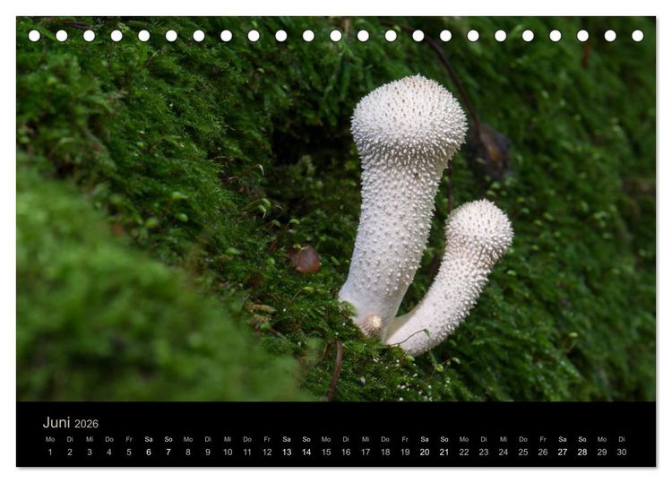 Produktbild: PILZE IM FOKUS 2026 (Tischkalender 2026 DIN A5 quer), CALVENDO Monatskalender