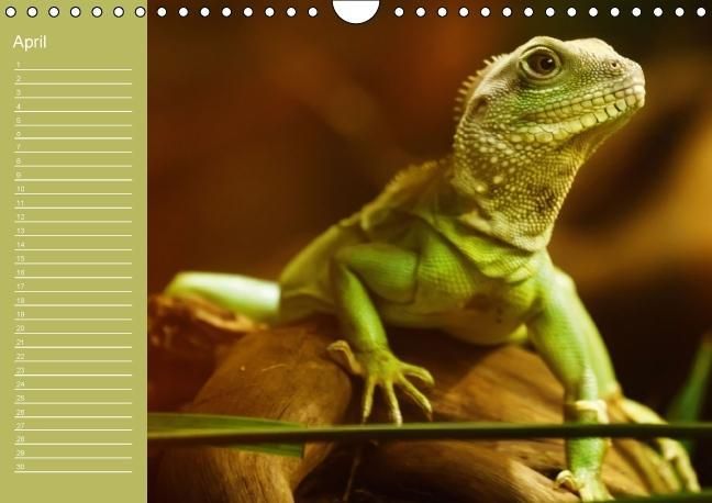 Produktbild: Drachen / Geburtstagskalender (Wandkalender immerw&auml;hrend DIN A4 quer)