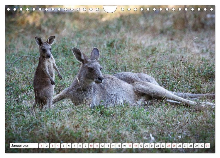 Produktbild: Wildlife Australien (Wandkalender 2026 DIN A4 quer), CALVENDO Monatskalender