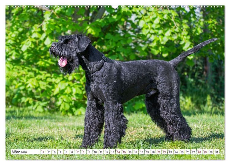Produktbild: Unsere Freunde auf vier Pfoten - Hunde (hochwertiger Premium Wandkalender 2026 DIN A2 quer), Kunstdruck in Hochglanz