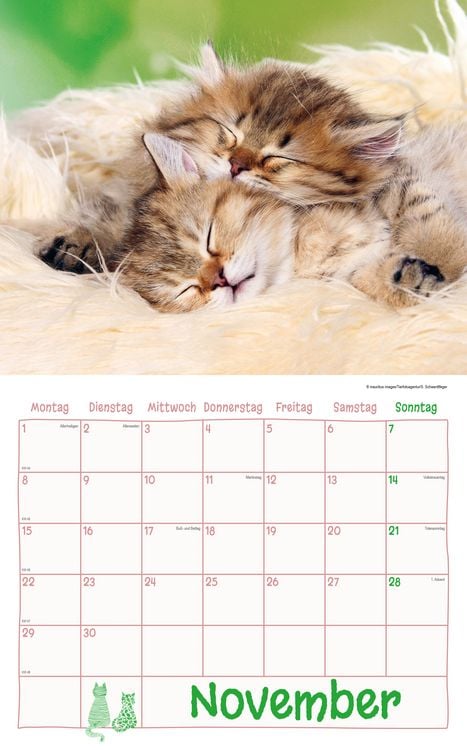Produktbild: Katzen Kalenderpaket 2027