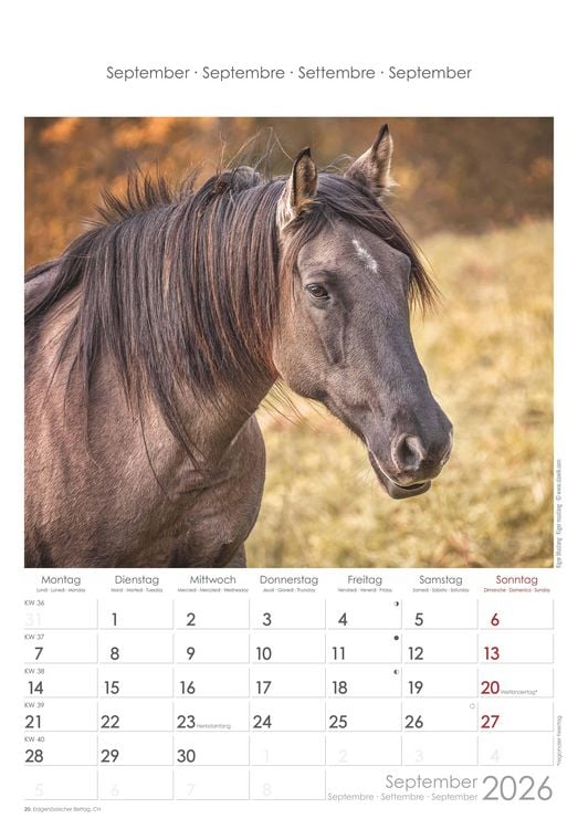 Pferde 2026 - Bildkalender 23,7x34 cm - Kalender mit Platz für Notizen - mit vielen Zusatzinformationen - Horses - Wandkalender - Alpha Edition