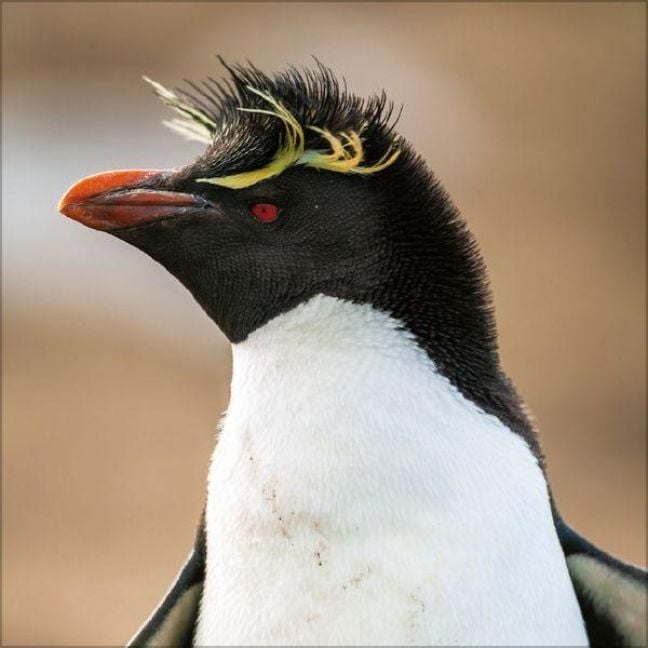 Produktbild: Pinguine 2027