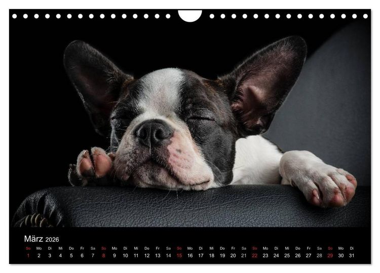 Produktbild: Colored Boston Terrier 2026 (Wandkalender 2026 DIN A4 quer), CALVENDO Monatskalender