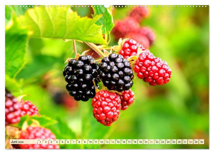 Produktbild: Essbare Wildfr&uuml;chte. Aromatische K&ouml;stlichkeiten aus der Natur (hochwertiger Premium Wandkalender 2026 DIN A2 quer), Kunstdruck in Hochglanz