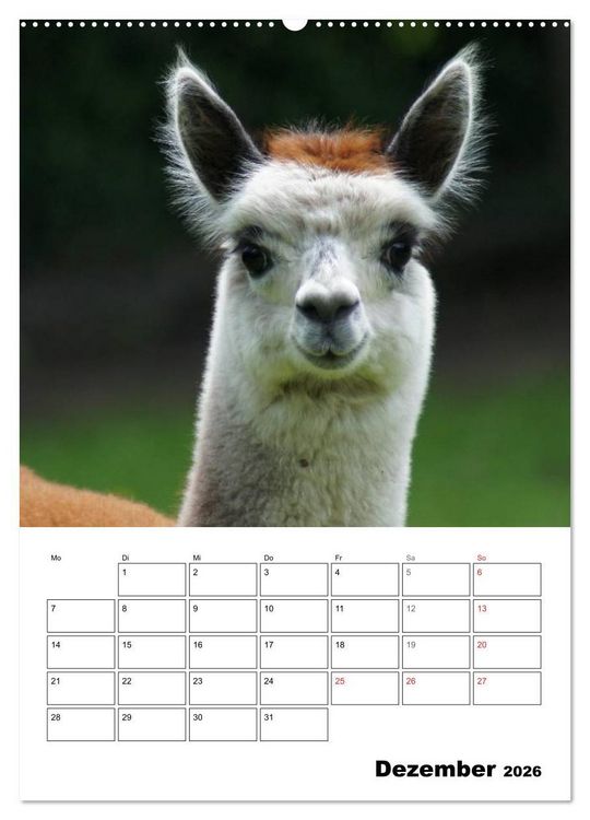 Produktbild: Alpaka und Lama Terminplaner (hochwertiger Premium Wandkalender 2026 DIN A2 hoch), Kunstdruck in Hochglanz