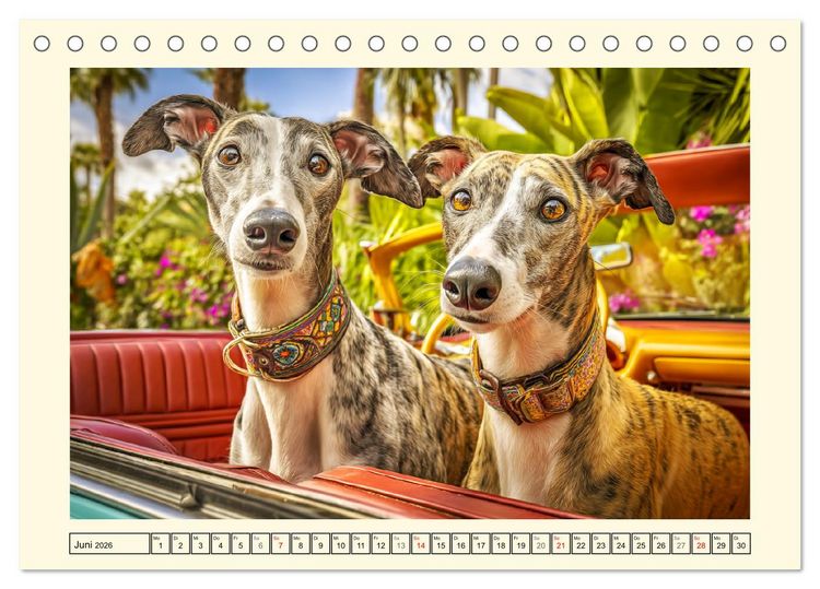 Produktbild: Whippet Wunder. Grazile Hunde mit sanfter Kraft und feiner Seele (Tischkalender 2026 DIN A5 quer), CALVENDO Monatskalender